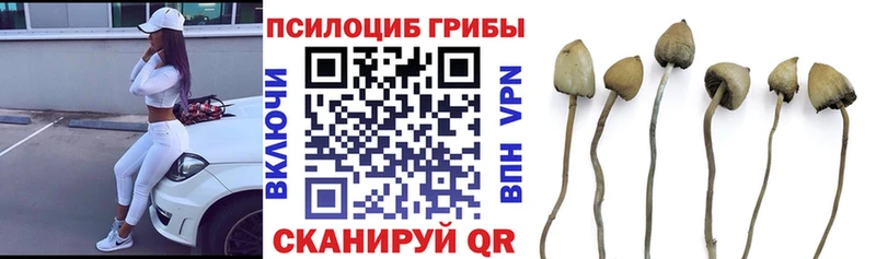 Галлюциногенные грибы Psilocybine cubensis  Купить закладки  Канск 
